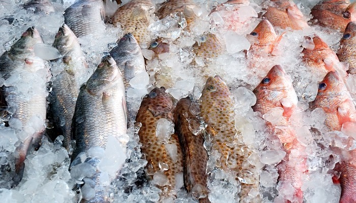 Влияние заморозки на вес рыбы и ее пищевую ценность - Морские легенды